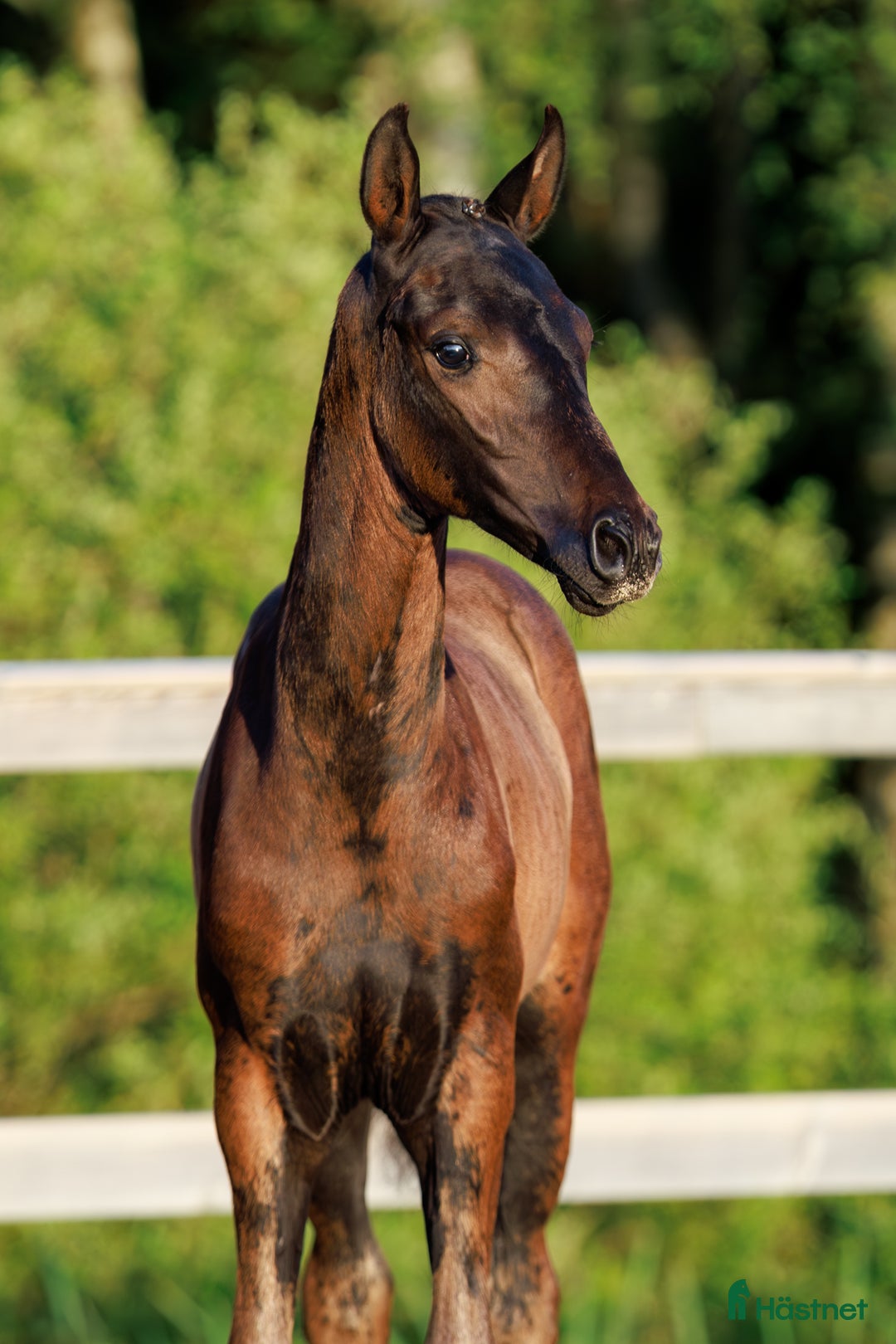 Dressyr hästar till salu: Hingstföl e. Bon Esprit- Fürstenball i Nol - Annons 3