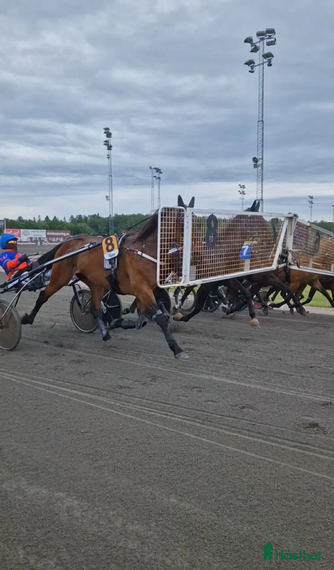 Allround hästar till salu: Trav/ skogsmulle/ promenadhäst - Annons 5
