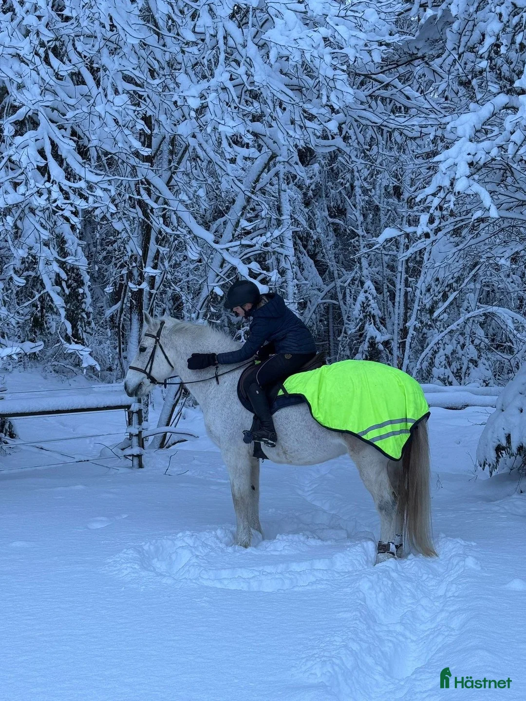 Allround hästar till salu: Vår fina läromästare söker nytt hem! i Knivsta - Annons 4