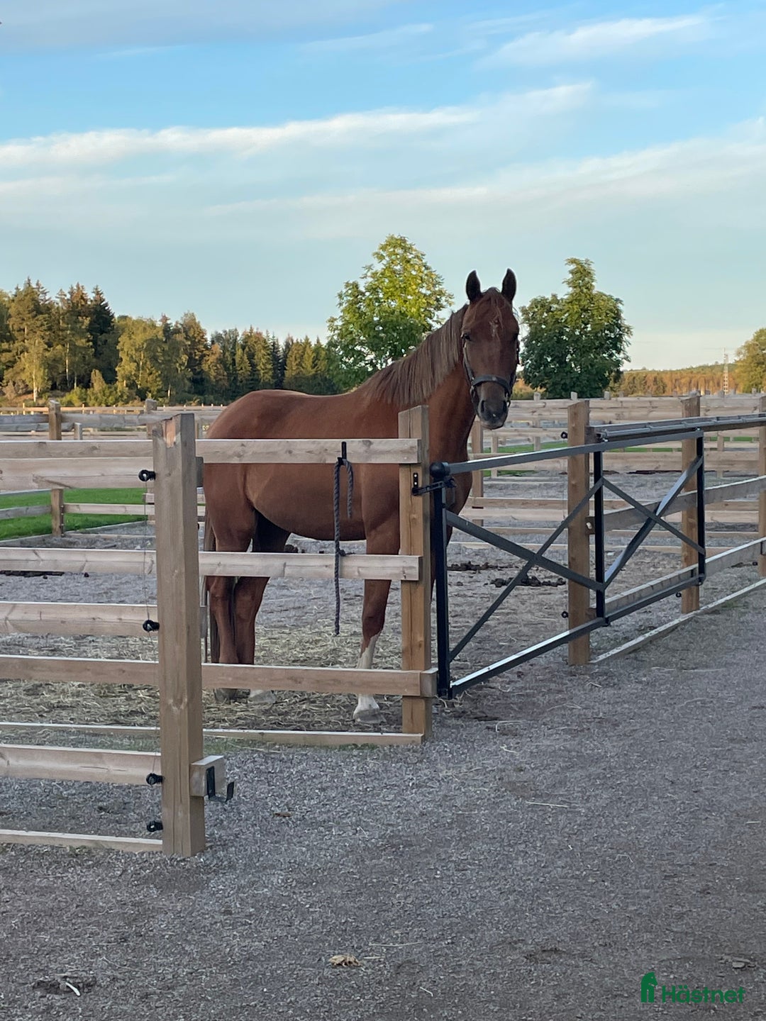 Avelshästar hästar till salu: Avelssto med dröm-stam!  i Hjortkvarn - Annons 1