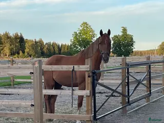 hästar Avelssto med dröm-stam! i Hjortkvarn - Annons 12