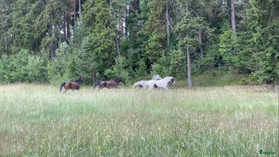  stallplats finnes: Sommarbete finnes norr om Stockholm - Annons 1