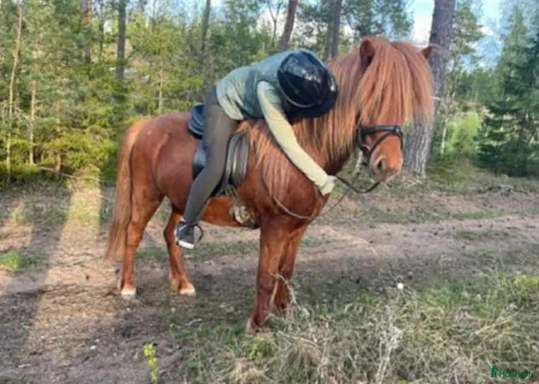 Island hästar till salu: Vacker som en dag - Annons 2