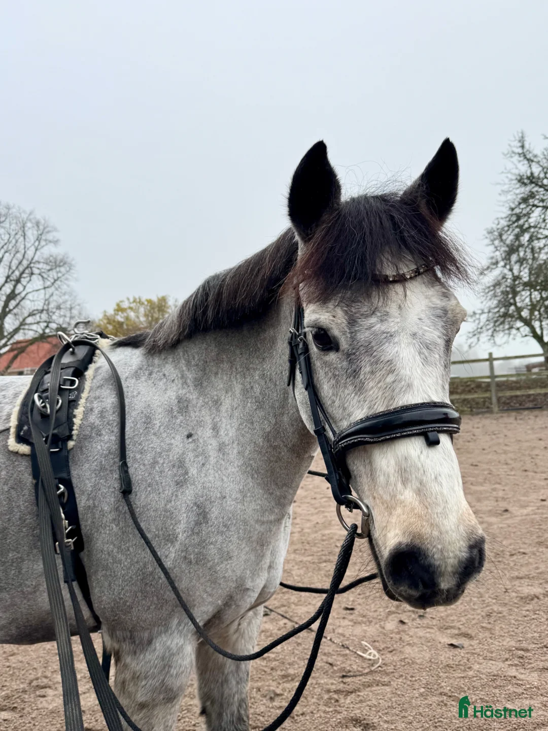  medryttarhäst finnes: Medryttare sökes till D-ponny - Annons 3