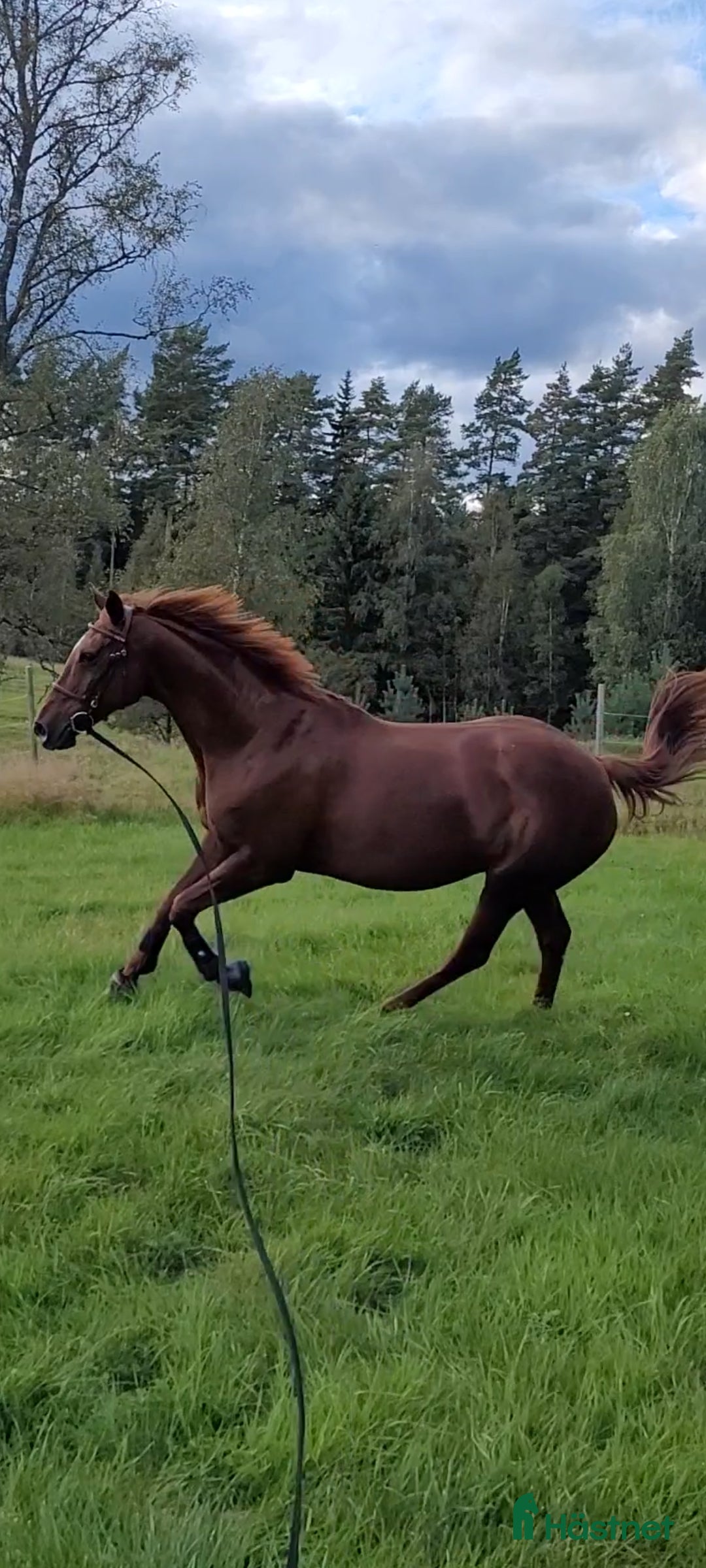 Allround hästar till salu: *RESERVERAD*Trygg hobbyhäst i Eksjö - Annons 1