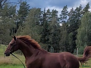 Allround hästar till salu: *RESERVERAD*Trygg hobbyhäst i Eksjö - Annons 2