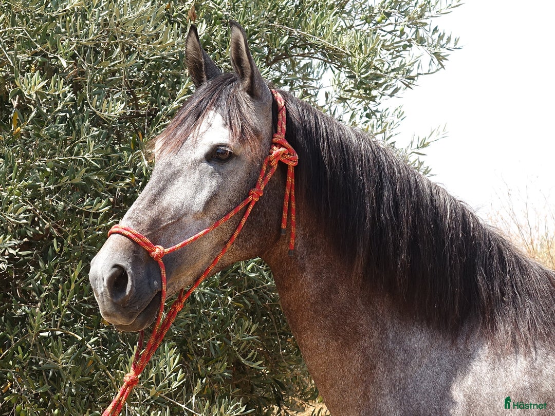 Dressyr hästar till salu: Talangfullt sto i Coín - Annons 2