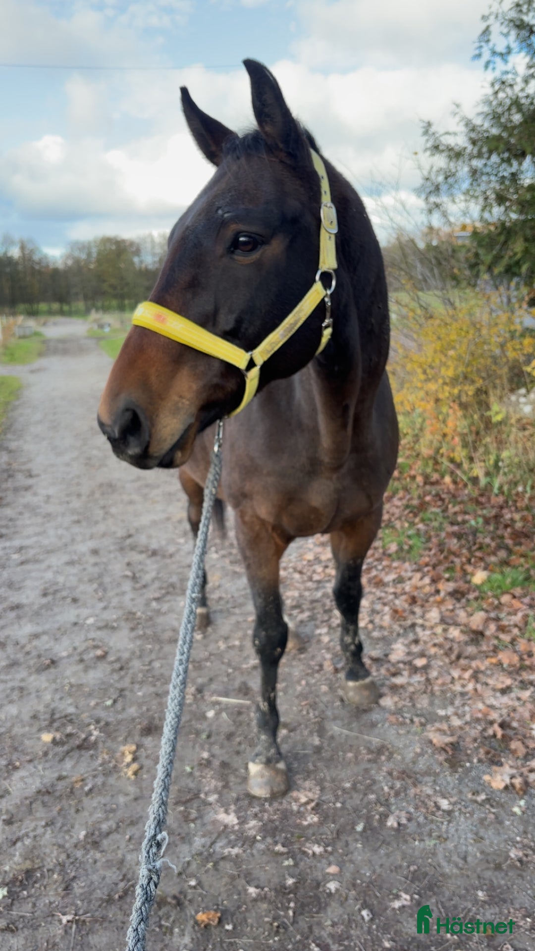 Dressyr hästar till salu: Fullblod med personlighet  i Uddevalla - Annons 1