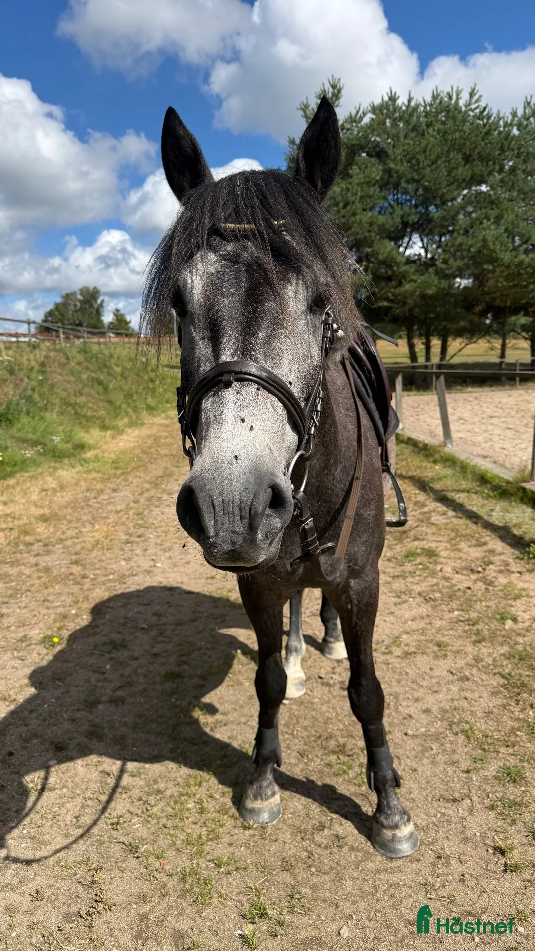 Hoppning hästar till salu: Välhoppande ponny med kapacitet!  - Annons 1