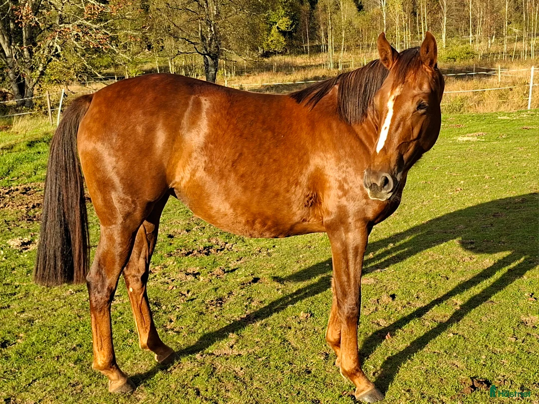 Allround hästar till salu: Quarter/Halvblod  i Bredaryd - Annons 1