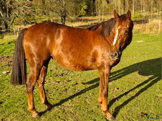 hästar Quarter/Halvblod i Bredaryd - Annons 3