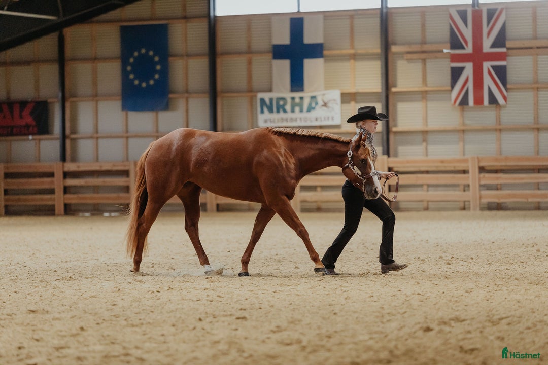 Western hästar till salu: Gångartsto quarter 6 år i Stenstorp - Annons 3