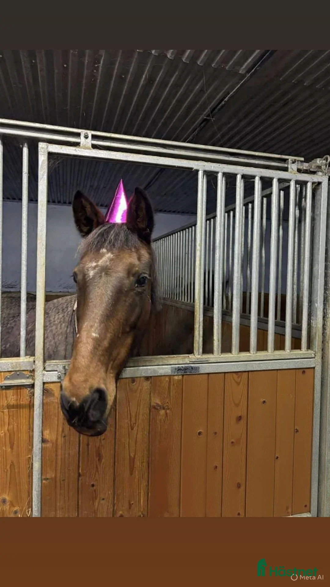 Allround hästar till salu: Ridtravare  i Motala - Annons 4