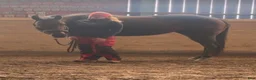  hästservice finnes: Horsemanship, lastträning, problemlösning mm.  - Annons 1