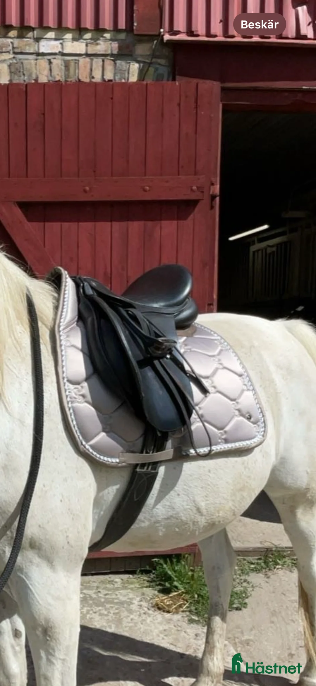 Schabrak & Vojlockar hästutrustning till salu: Ps of Sweden set beige  i Blentarp - Annons 2