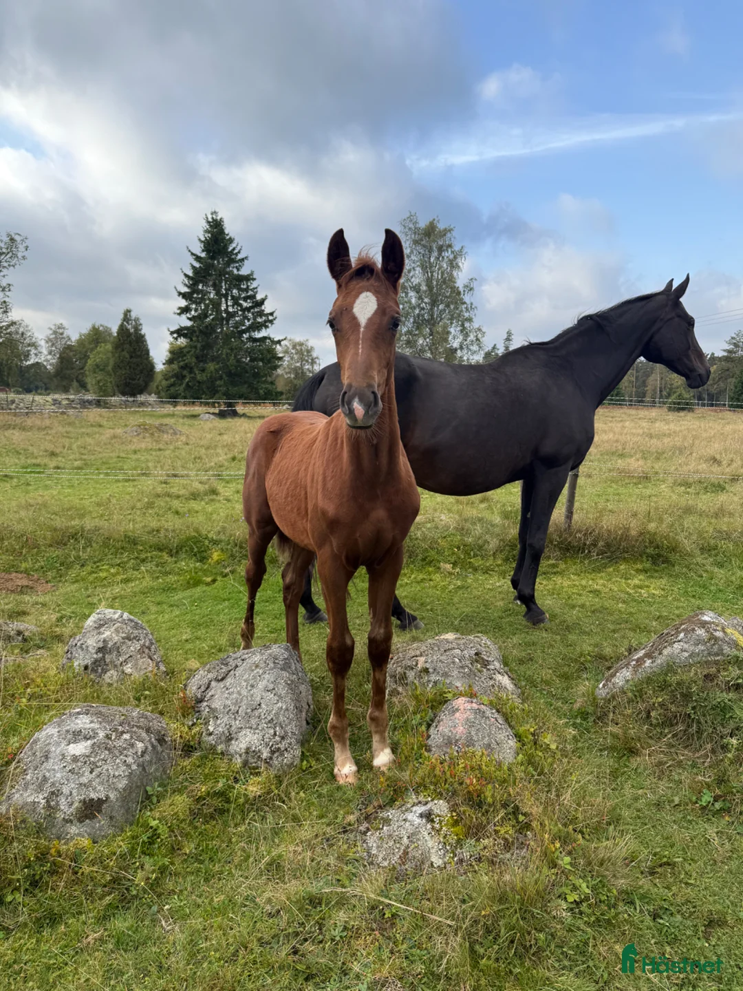 Dressyr hästar till salu: William letar efter sitt nästa hem! - Annons 1