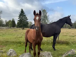 Dressyr hästar till salu: William letar efter sitt nästa hem! - Annons 1