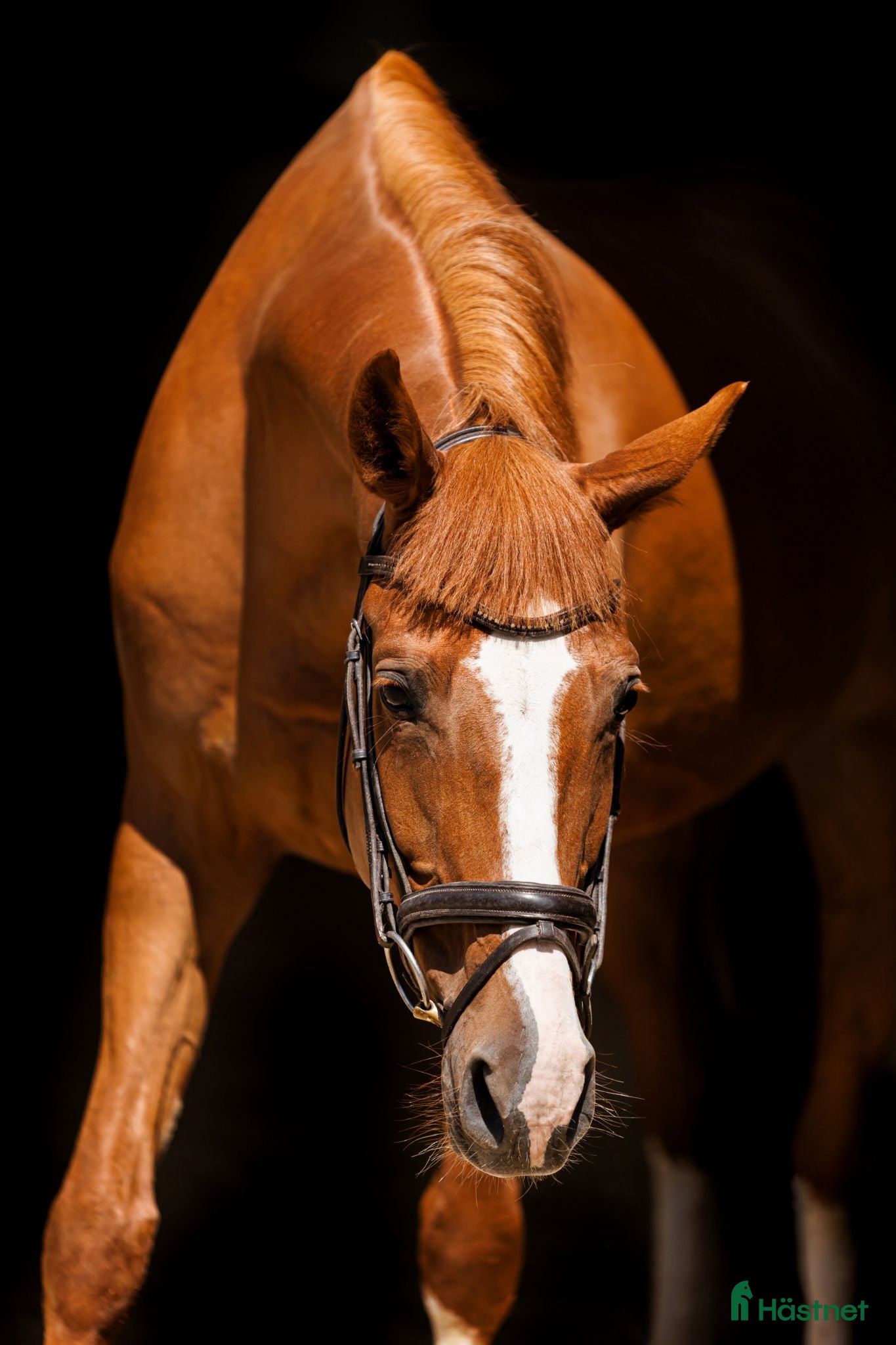  hästar Beautiful 5yo trakehner mare  - Annons 2