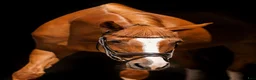 Allround hästar till salu: Beautiful 5yo trakehner mare  - Annons 2