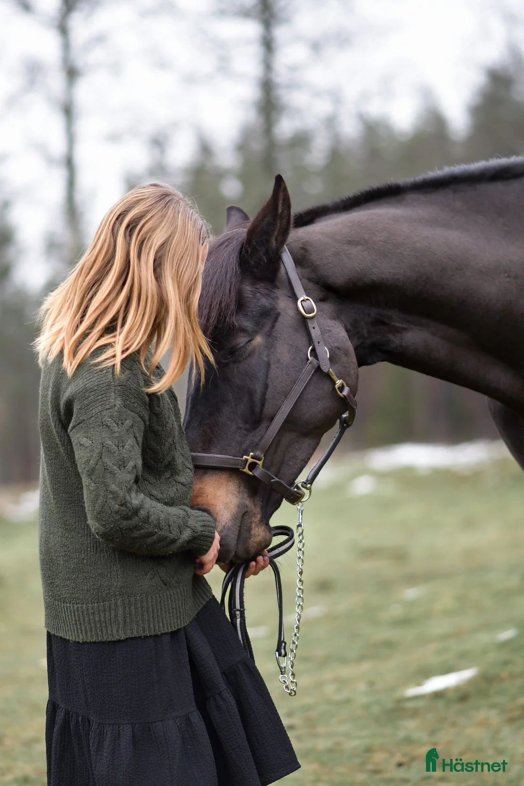 Allround hästar till salu: Calypso – valack f. 2014 ❤️ i Ingatorp - Annons 2