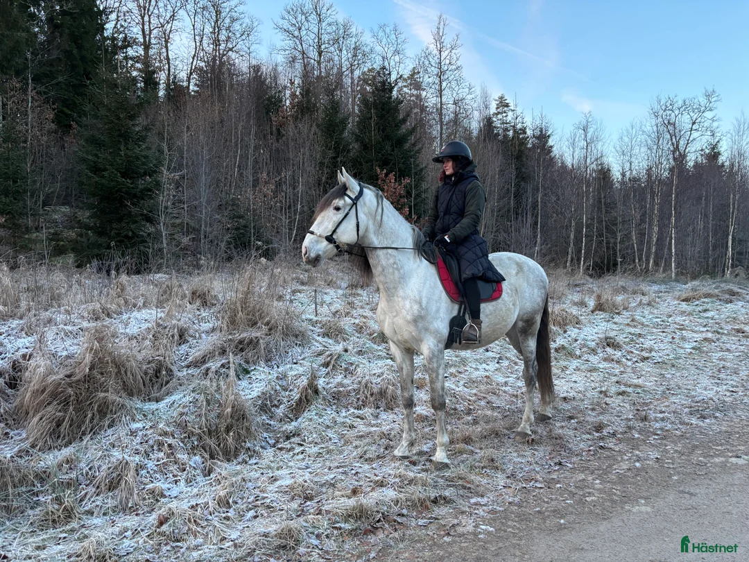 Allround hästar till salu: Underbar häst PRE  i Bredared - Annons 2