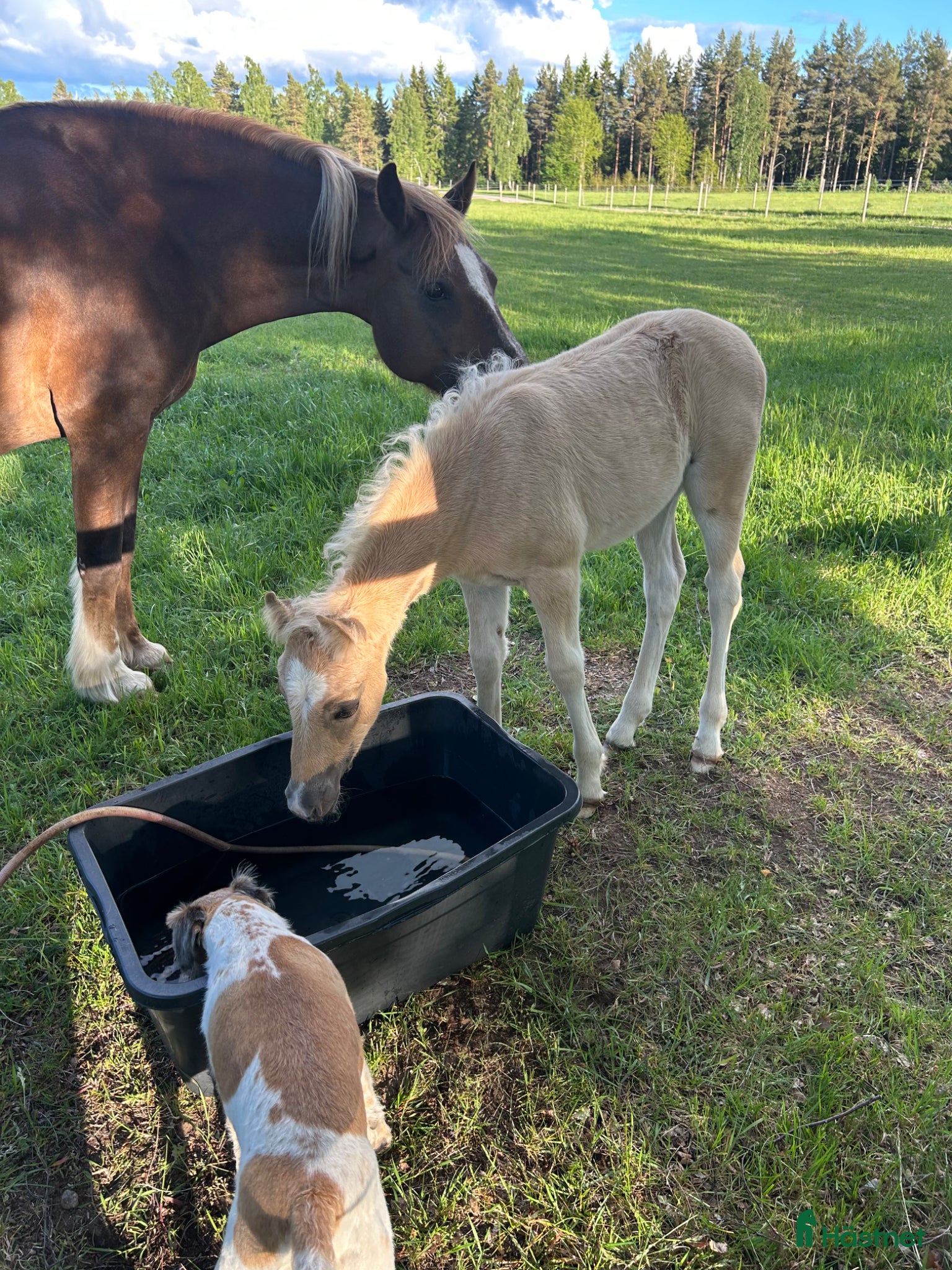  hästar Guldponnyn!  - Annons 4