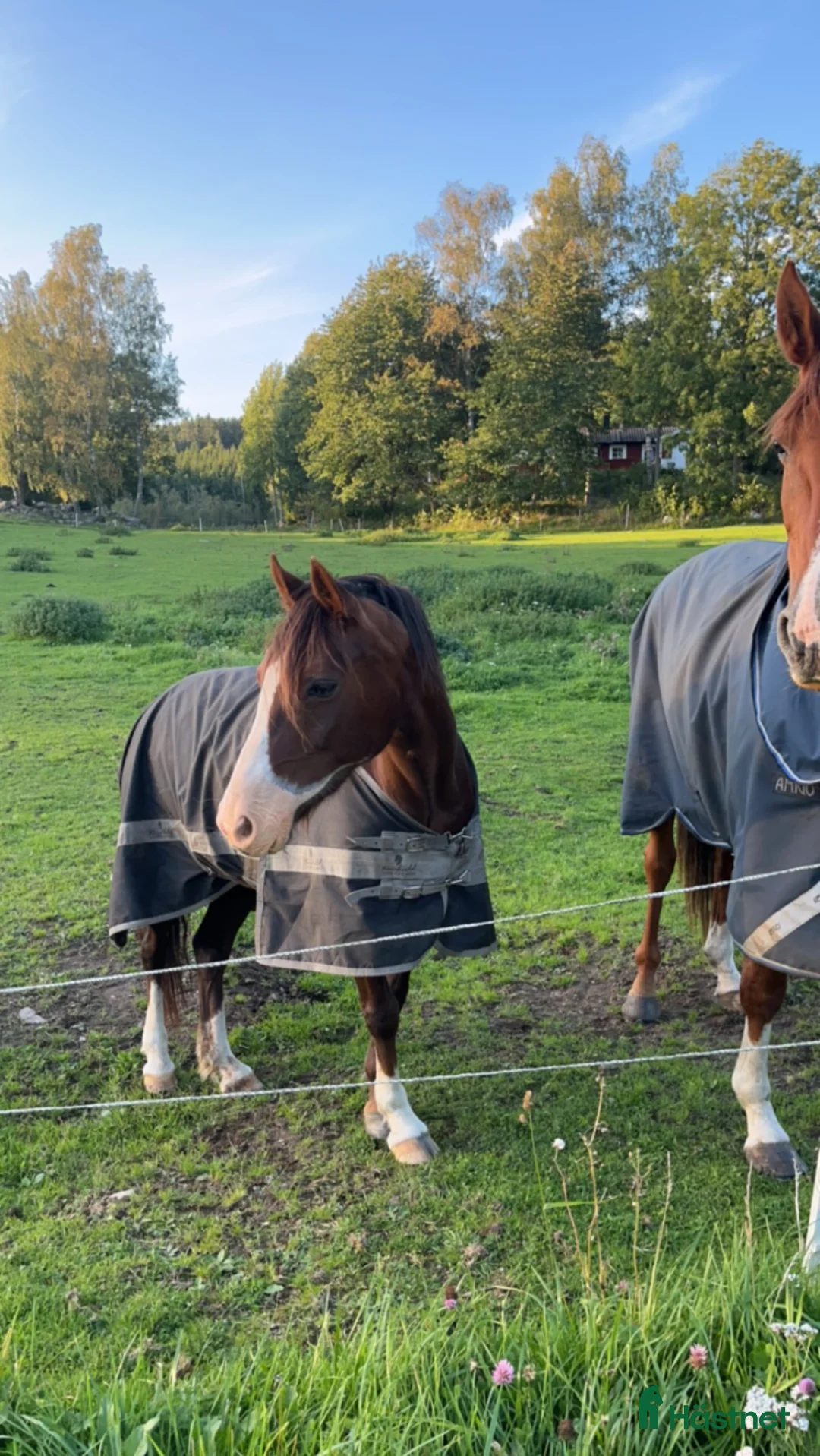 Allround hästar till salu: Världens finaste skogsmulle🩷 - Annons 1