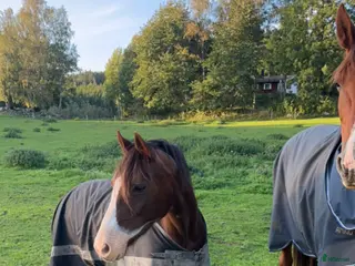 hästar Världens finaste skogsmulle🩷 - Annons 3