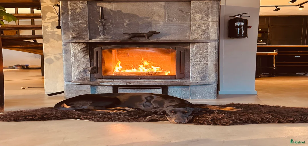 Galleribild {{count}}