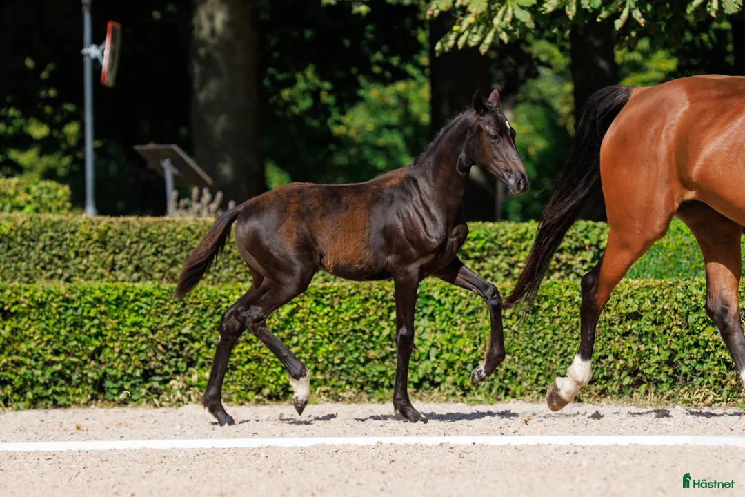 Dressyr hästar till salu: I’M Sparkling, svart, långbent sto!  i Broby - Annons 1