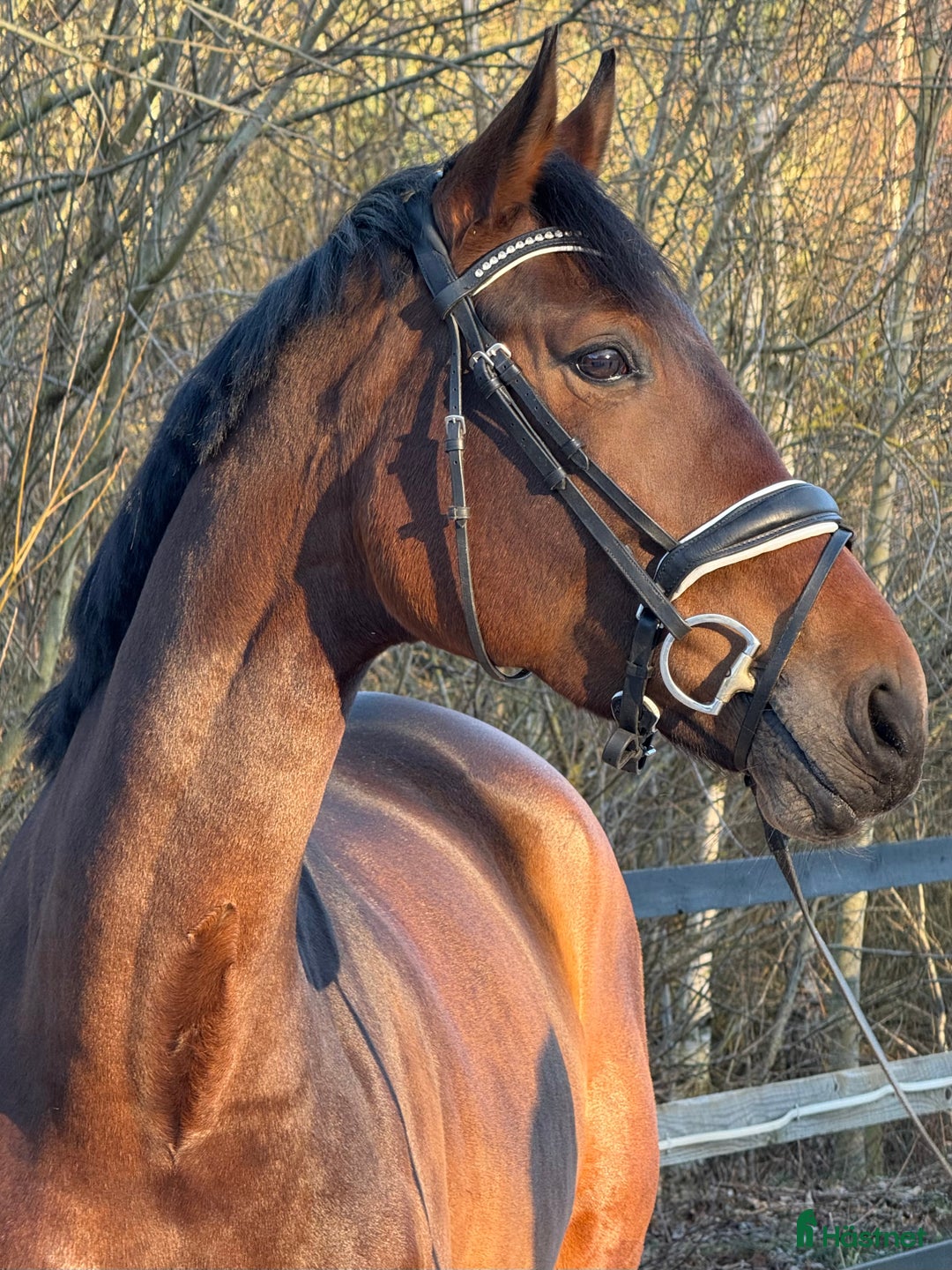 Dressyr hästar till salu: Charmig och arbetsvillig dressyrhäst i Kokkedal - Annons 2