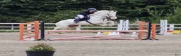 Hoppning hästar till salu: Potential top track pony  i Madrid - Annons 4