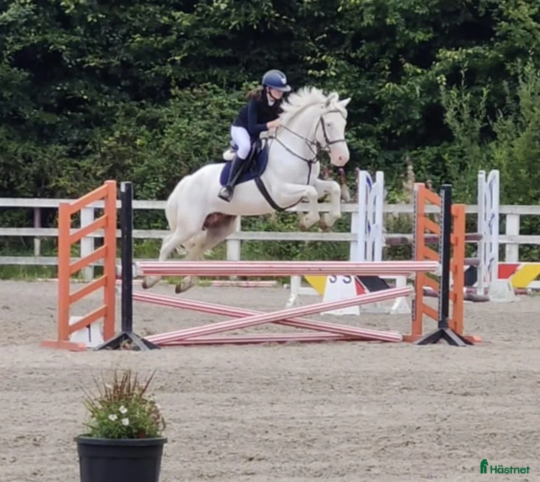 Hoppning hästar till salu: Potential top track pony  i Madrid - Annons 4