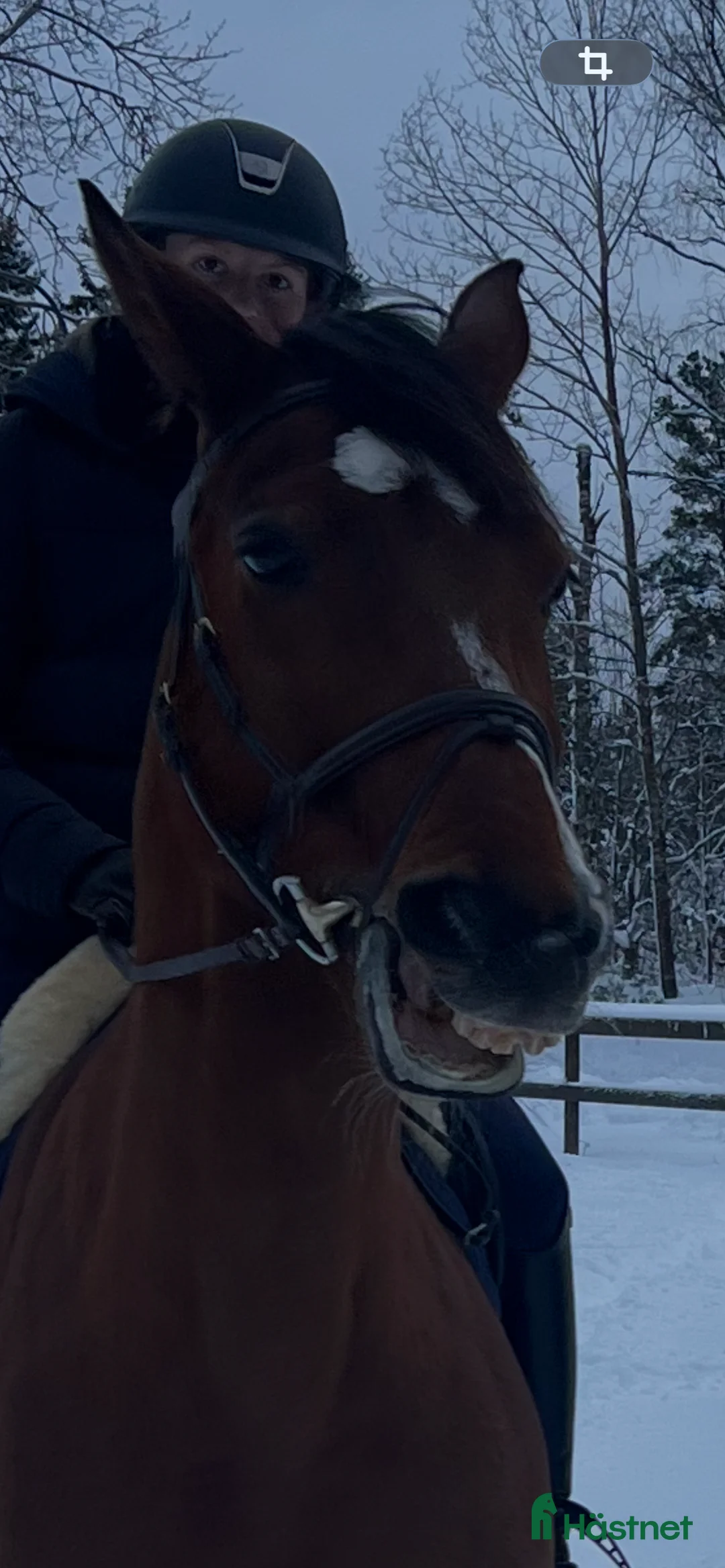 Hoppning hästar sökes: Swb Sökes i Brottby - Annons 1