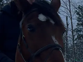 hästar Swb Sökes i Brottby - Annons 18