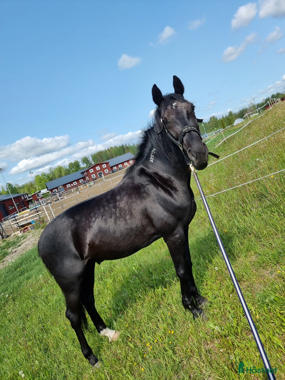  medryttarhäst finnes: Medryttare alt. fodervärd sökes! i Delsbo - Annons 1