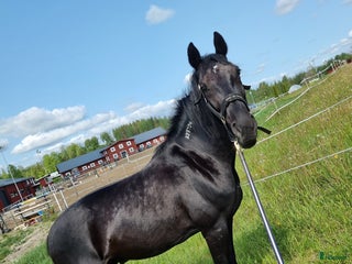 medryttarhäst finnes: Medryttare alt. fodervärd sökes! i Delsbo - Annons 1