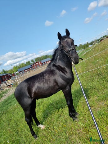 medryttarhäst finnes i Delsbo - Annons 15