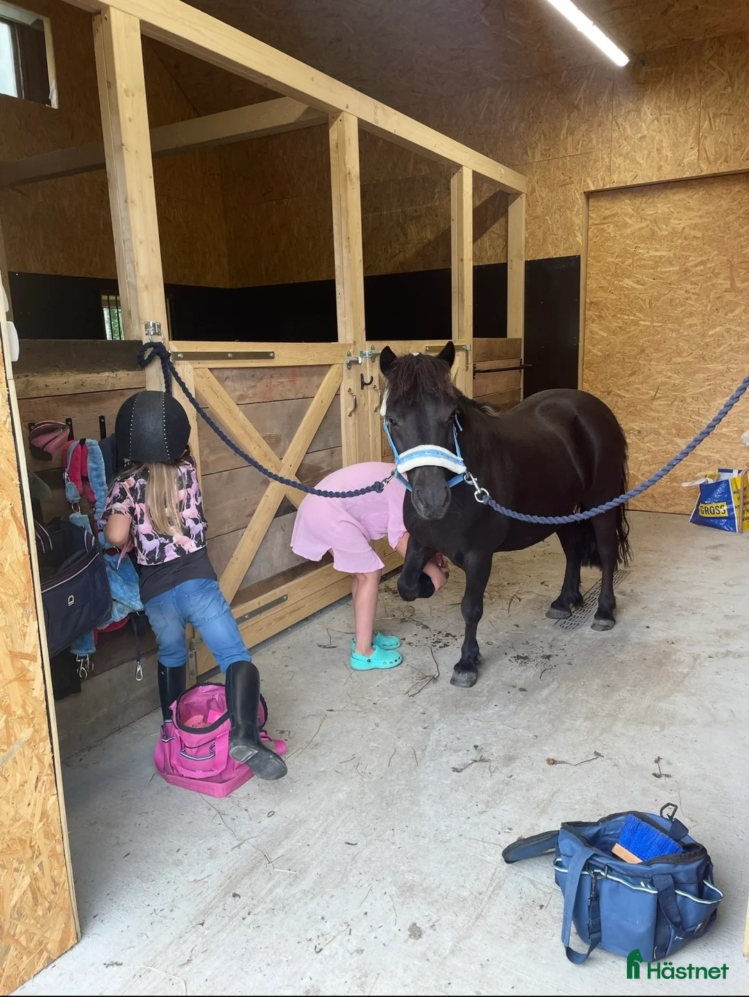 Allround hästar till salu: ❣️ Världens bästa, trygga Löken ❣️ - Annons 10