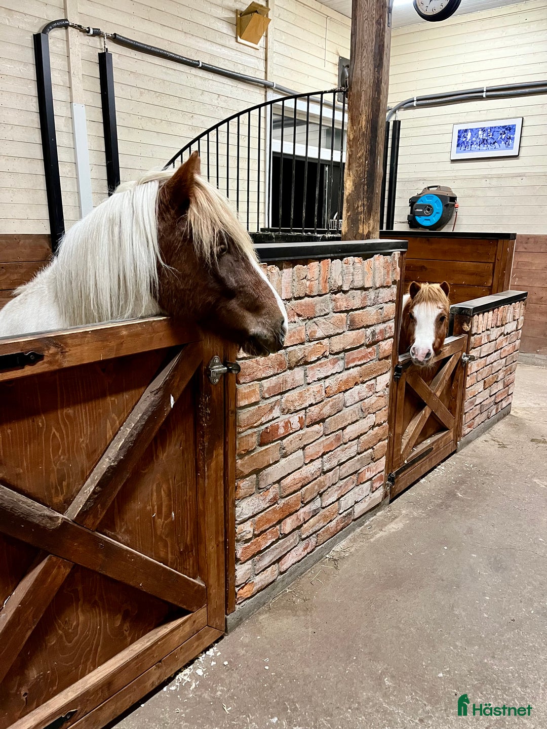  stallplats finnes: 1 boxplats för islandshäst i Eskilstuna - Annons 1