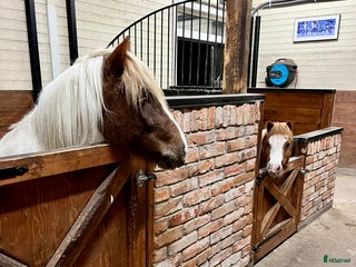stallplats 1 boxplats för islandshäst i Eskilstuna - Annons 17