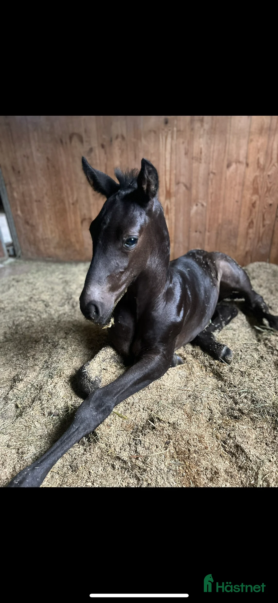 Allround hästar till salu: Värdens underbaraste unghäst söker nytt hem - Annons 2