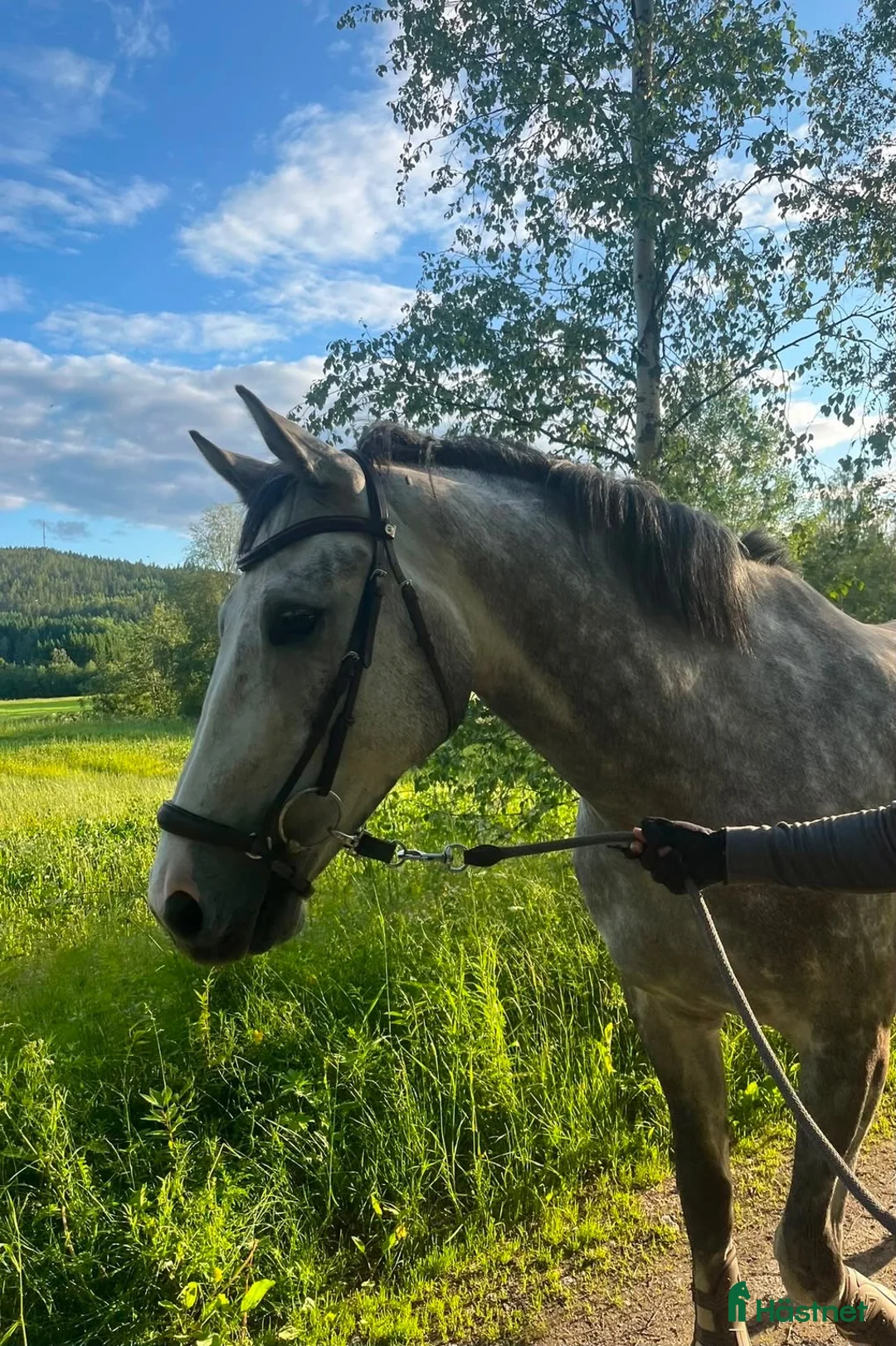 Hoppning hästar till salu: Snygg Valack  - Annons 4
