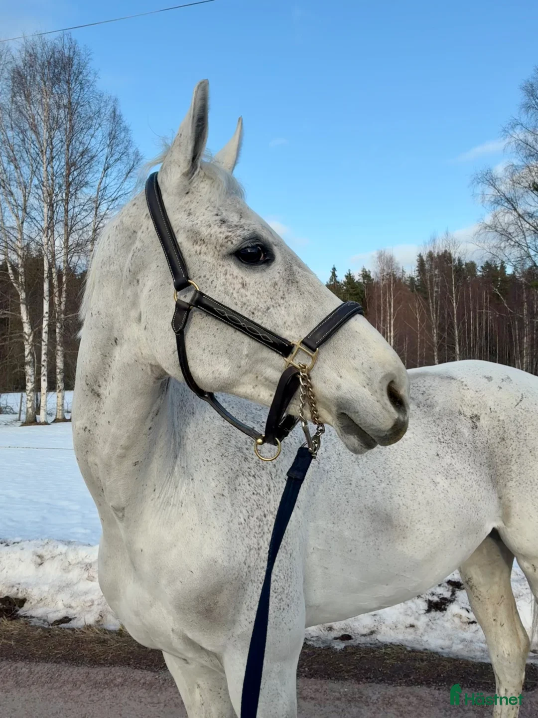 Hoppning hästar till salu: Bästavän säljes i Dalarna  i Nusnäs - Annons 10