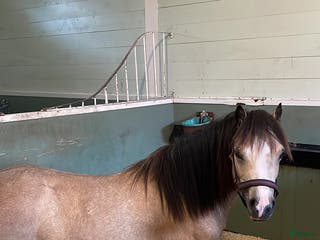 hästar Underbart 3 åringt Welsh mountain sto i Fotskäl - Annons 4