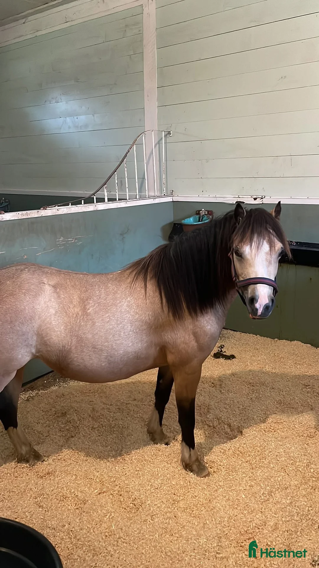 Allround hästar till salu: Underbart 3 åringt Welsh mountain sto i Fotskäl - Annons 1