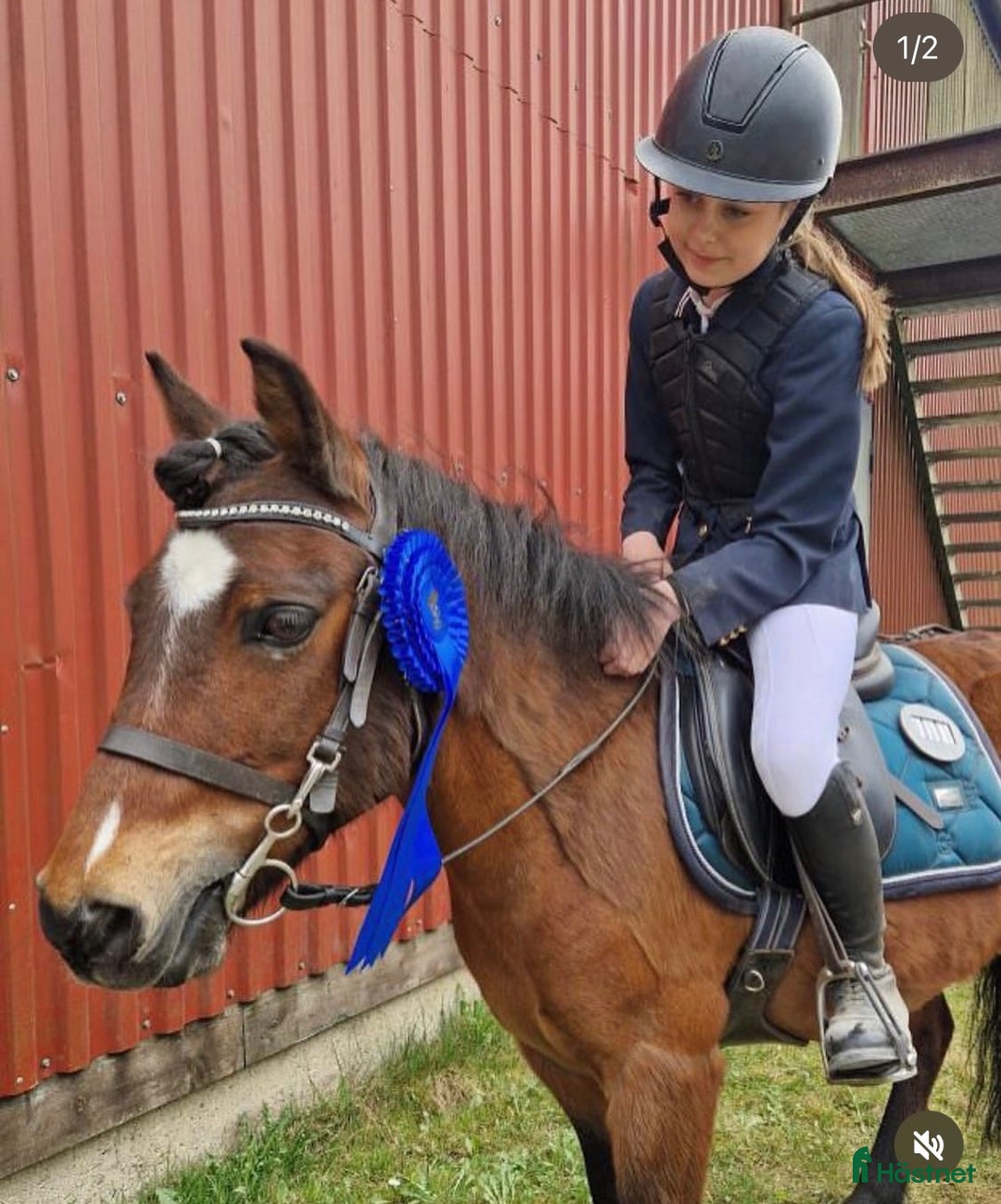 Hoppning hästar till salu: Ponnyn som älskar att jobba - Annons 6