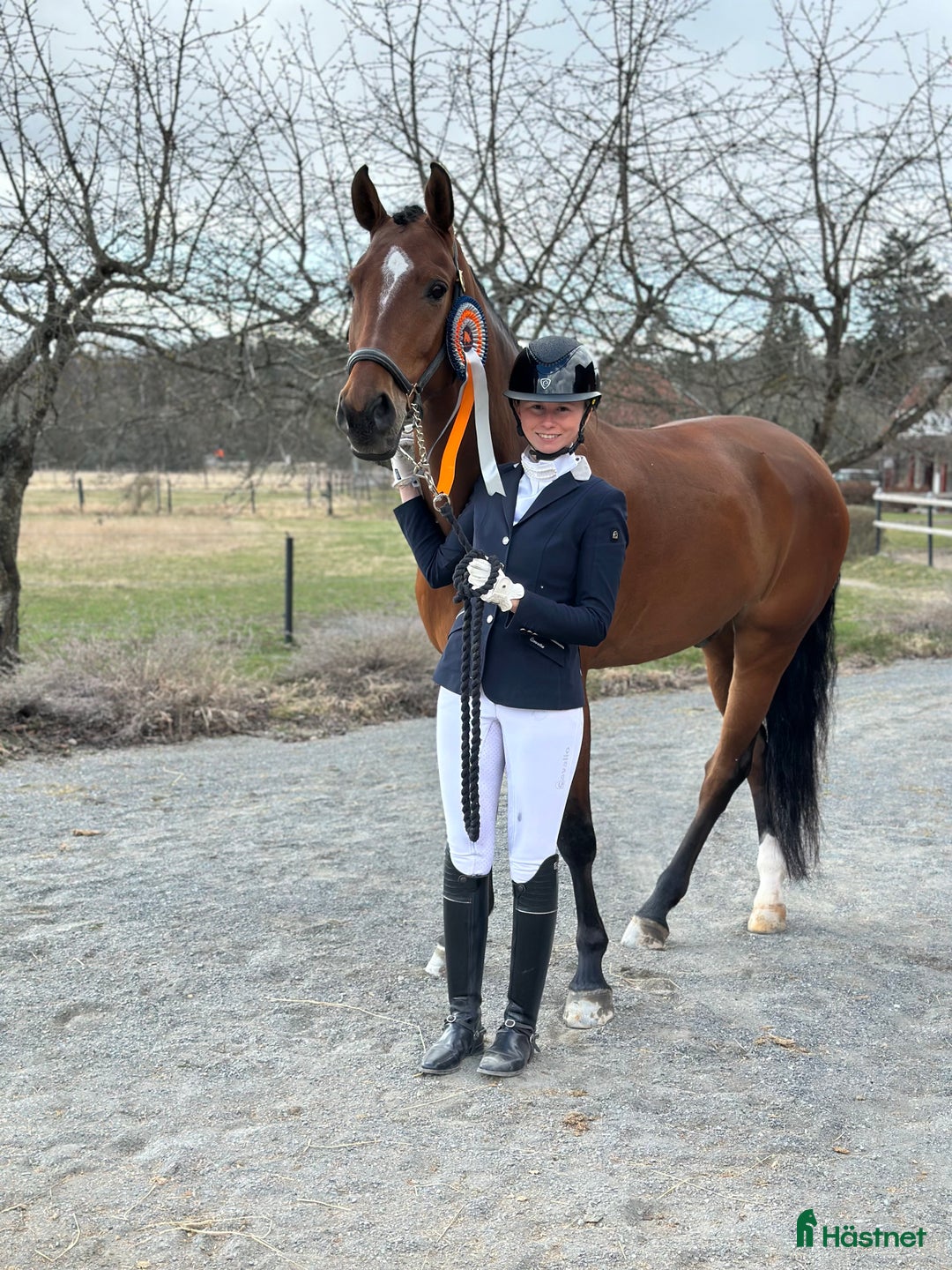 Dressyr hästar till salu: Rolig och kvalitativ tävlingskompis  i Ekolsund - Annons 1