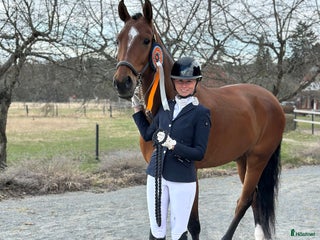 hästar Rolig och kvalitativ tävlingskompis i Ekolsund - Annons 20