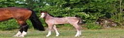 Hoppning hästar till salu: 3åring e. Colorit Z (1.60) - Querlybet Hero (1.55) - Annons 5
